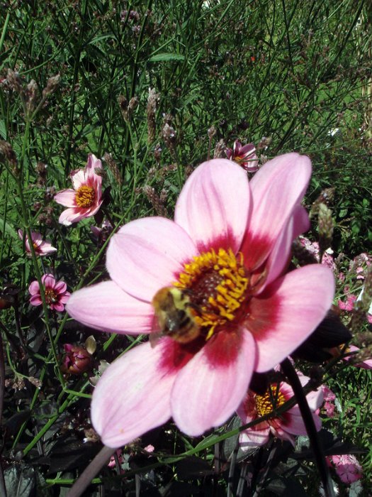 Dahlia x 'His Wink' fleur